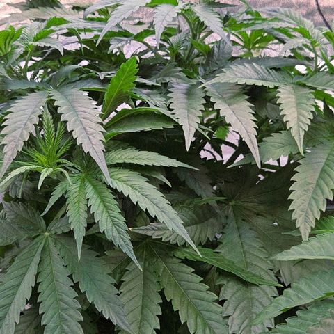 Mexican growlog timeline photo