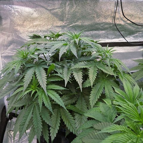 Mexican growlog timeline photo