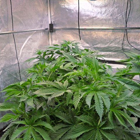 Kalini growlog photo: Hammer 4 cm höher an einem Tag.