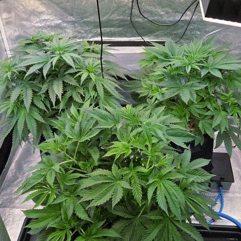 Kalini growlog photo: Hammer 4 cm höher an einem Tag.