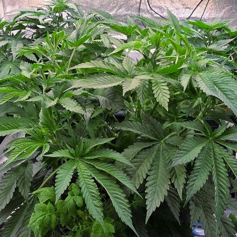 Diesel growlog timeline photo