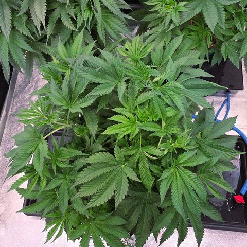 Diesel growlog timeline photo