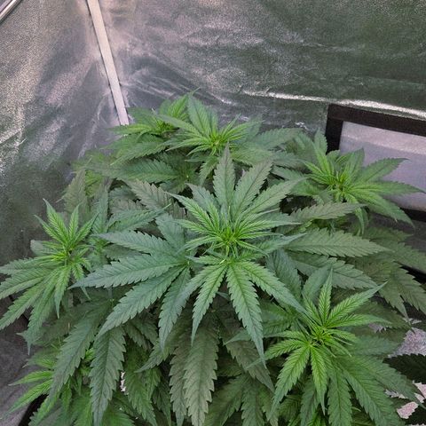Mexican growlog timeline photo