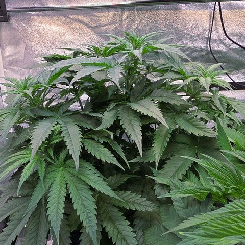 Mexican growlog timeline photo