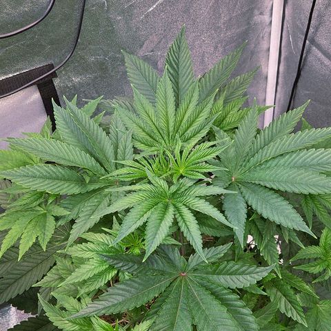 Kalini growlog timeline photo