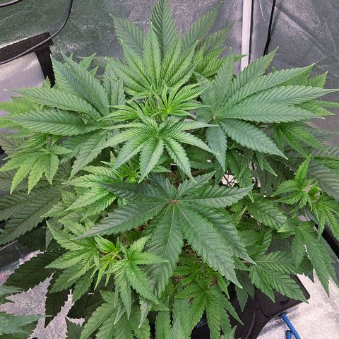 Kalini growlog timeline photo