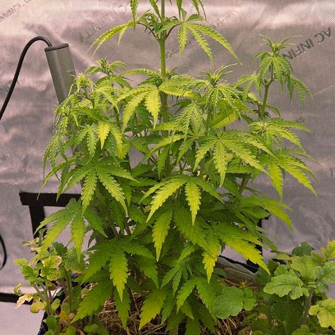 Torti growlog timeline photo