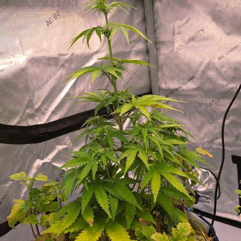 Amnesia S growlog timeline photo