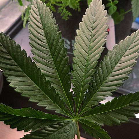 Diesel growlog photo: Was für ein Segel 