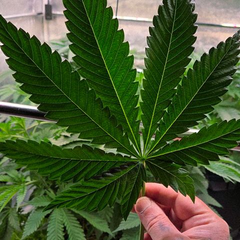 Diesel growlog timeline photo