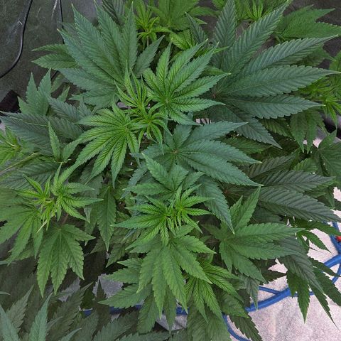 Kalini growlog timeline photo