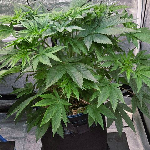 Kalini growlog timeline photo