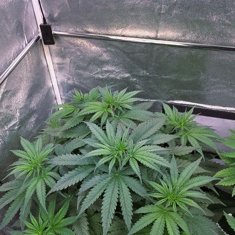 Mexican growlog timeline photo