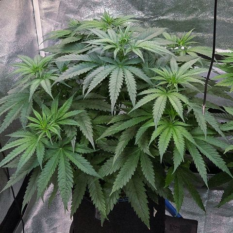 Mexican growlog timeline photo