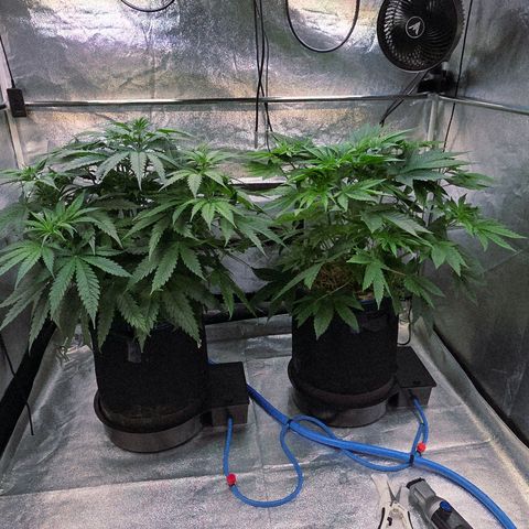 Kalini growlog photo: Die S. Diesel ist zur Maniküre. Dann wird direkt das Nest gereinigt. Und man sieht schön, links K. Asia holt schön auf .
Auch sie werden heute Entlaubt