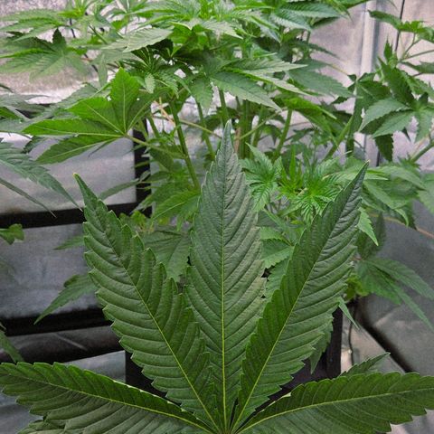 Kalini growlog timeline photo