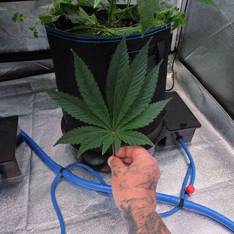 Kalini growlog timeline photo