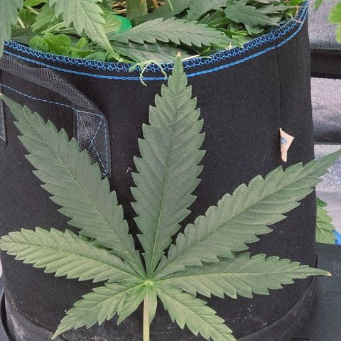 Mexican growlog timeline photo