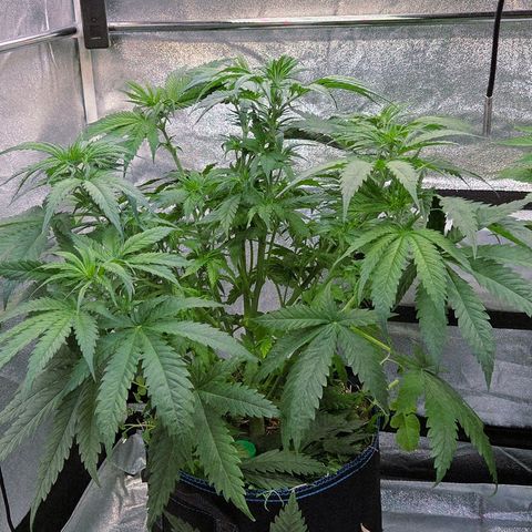 Mexican growlog timeline photo