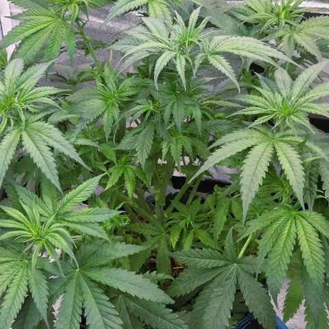 Mexican growlog timeline photo