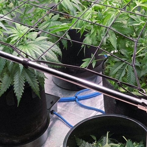 Kalini growlog timeline photo