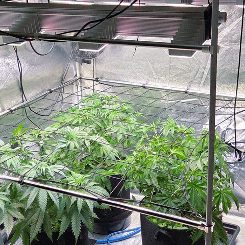 Kalini growlog timeline photo