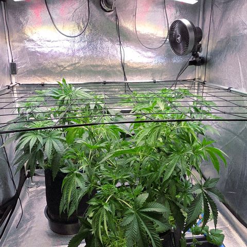 Kalini growlog timeline photo