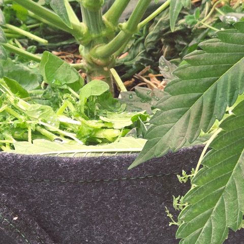 Diesel growlog timeline photo