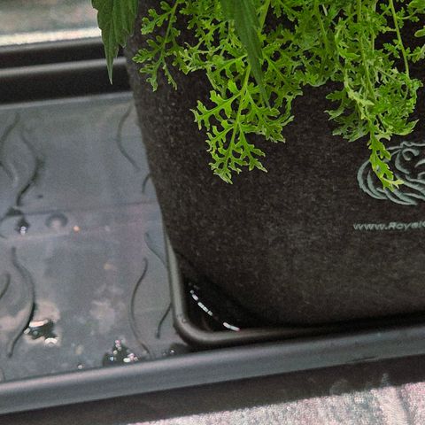 Diesel growlog timeline photo