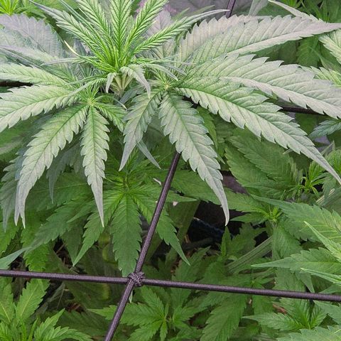 Mexican growlog photo: Hat sich schnell erholt nach dem gestrigen Eingriff