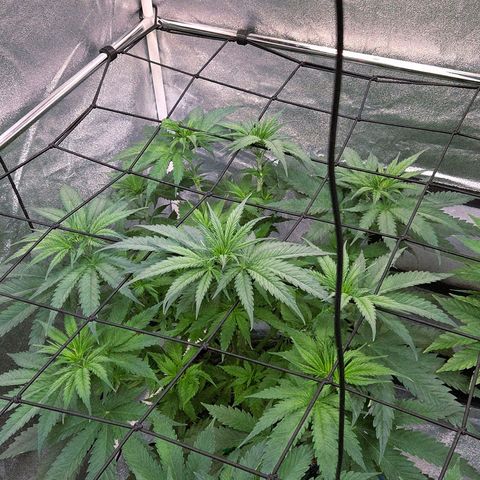 Mexican growlog photo: Hat sich schnell erholt nach dem gestrigen Eingriff