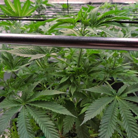 Diesel growlog photo: Sie hängt nun auch nicht mehr durch nach der gestrigen Entlaubung