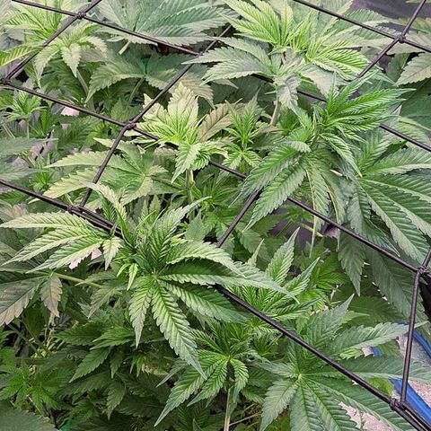 Diesel growlog photo: Sie hängt nun auch nicht mehr durch nach der gestrigen Entlaubung