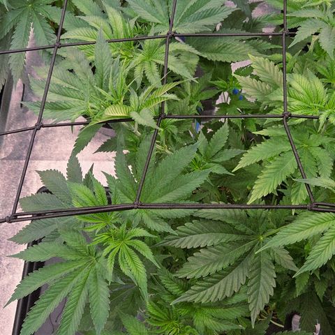 Diesel growlog photo: Sie hängt nun auch nicht mehr durch nach der gestrigen Entlaubung