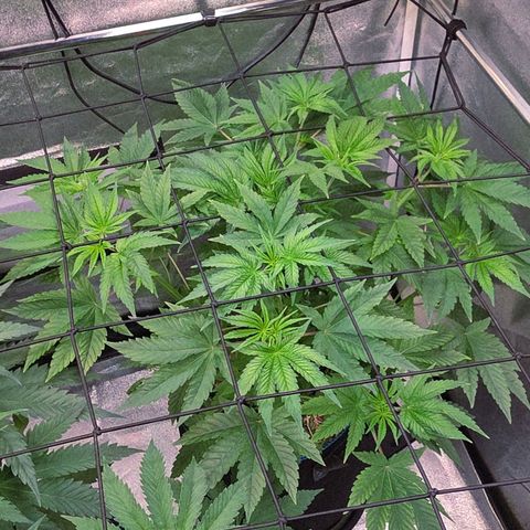 Kalini growlog timeline photo