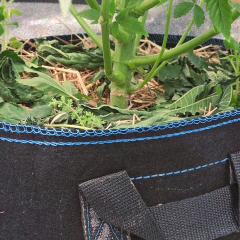 Kalini growlog timeline photo