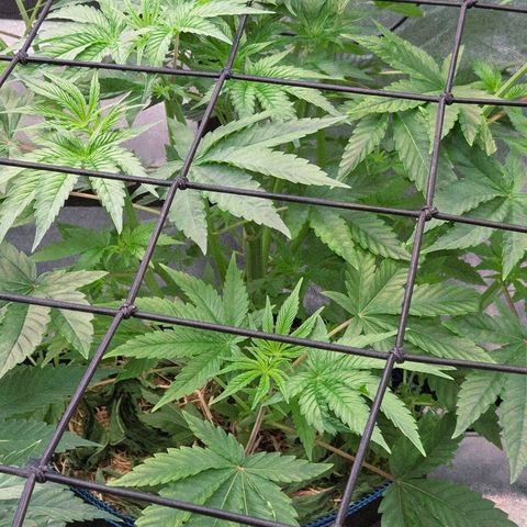 Kalini growlog timeline photo