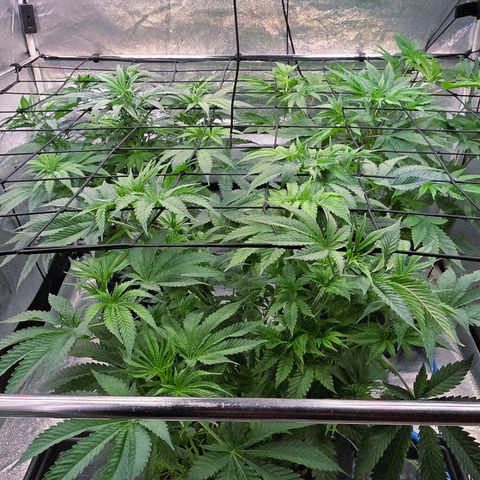 Kalini growlog photo: Alle drei nun auf 47 cm höhe haltend am Scrog von Erdoberschicht hoch gemessen.