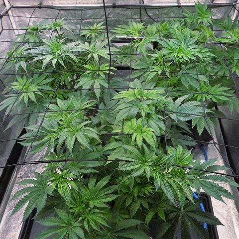 Kalini growlog photo: Alle drei nun auf 47 cm höhe haltend am Scrog von Erdoberschicht hoch gemessen.