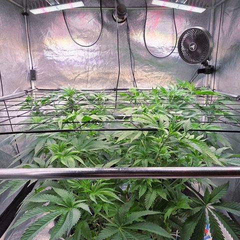 Kalini growlog photo: Alle drei nun auf 47 cm höhe haltend am Scrog von Erdoberschicht hoch gemessen.