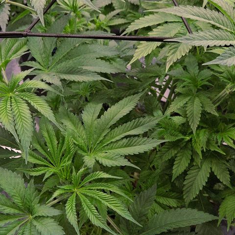 Diesel growlog timeline photo