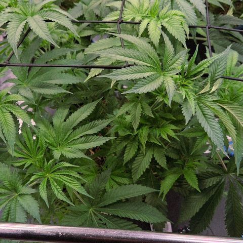 Diesel growlog timeline photo