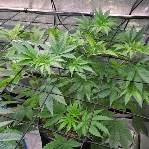 Kalini growlog timeline photo