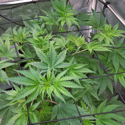 Kalini growlog timeline photo