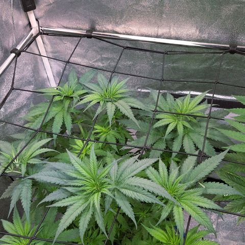 Mexican growlog timeline photo