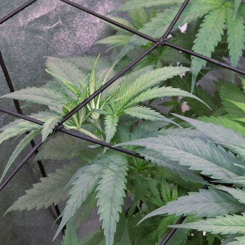 Mexican growlog timeline photo