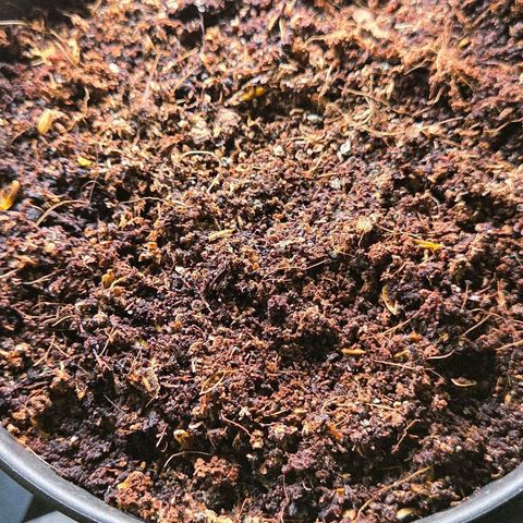 Skitti 1 growlog photo: Tag 3 Keimung ist noch nichts zu sehen