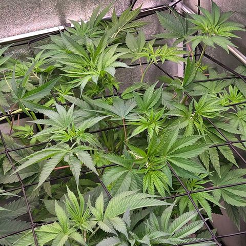 Kalini growlog photo: Hinten rechts , Kalini Asia.
Heute 13 Lichtstunden Tag mussten heute erste Triebe am Netz eine Masche weiter gelegt werden.