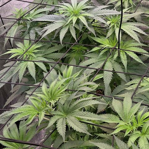 Kalini growlog timeline photo