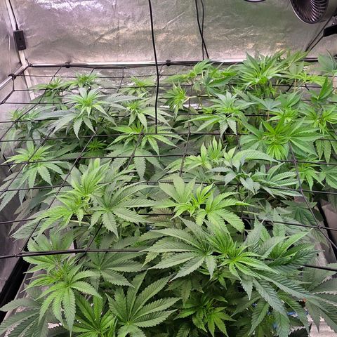 Kalini growlog timeline photo